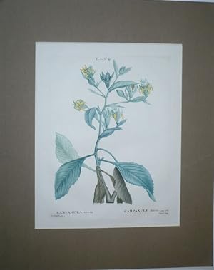 Campanula aurea - Campanule dorée - Glockenblume. Kol. Punktierkupfer T. 3 No. 41 von P.J. Redout...