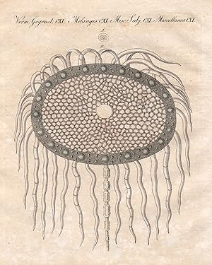 Bild des Verkufers fr Verm. Gegenst. CXI - Mikroskopische Darstellung von dem Baue des Distelmarkes" - Distel thistle Mikroskop microscope Pflanzen Pflanze plants plant / Bilderbuch fr Kinder zum Verkauf von Antiquariat Steffen Vlkel GmbH