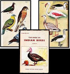 Bild des Verkufers fr The Book of Indian Birds zum Verkauf von Blind-Horse-Books (ABAA- FABA)