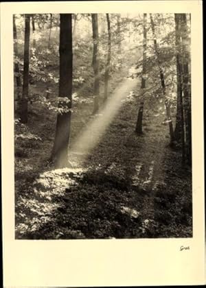 Ansichtskarte / Postkarte Waldpartie, Sonnenstrahlen, Groh 3095
