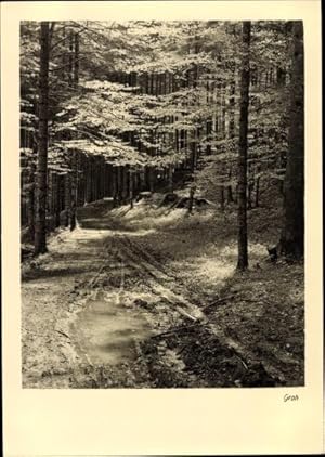 Ansichtskarte / Postkarte Wegpartie, Wald, Groh 3354