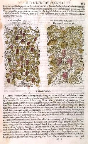 Seller image for VITIS VINIFERA & VITIS VINIFERS HISPANICA  etc. - Fiveillustrations of vines, together with fourteen pages of text. for sale by Garwood & Voigt