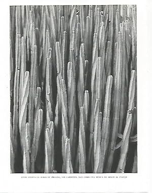Bild des Verkufers fr LAMINA 10211: Cardones o tubos de organo zum Verkauf von EL BOLETIN