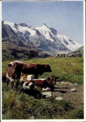 Ansichtskarte / Postkarte Im Mölltal, Großglocknermassiv, Kühe, Wiese, Alpen, Panorama