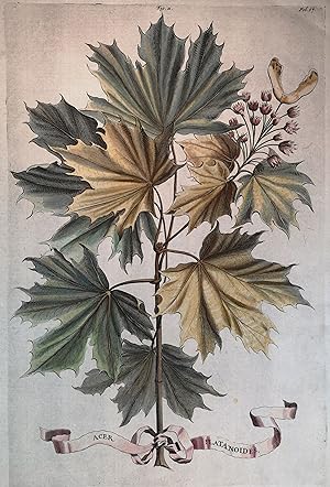 Acer Platanoides. Spitzahorn. Altkolorierter Kupferstich. Bütten 25,7 x 39,3 cm. Wz. Lilienwappen