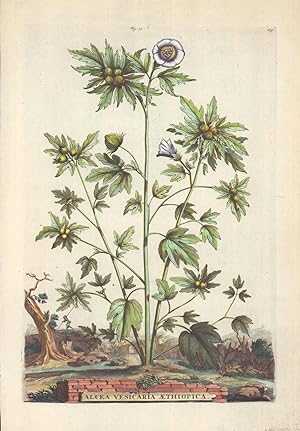 Seller image for Alcea Vesicaria Aethiopica. Altkolorierter Kupferstich. Bütten 25,7 x 39,3 cm. Wz. Lilienwappen for sale by ANTIQUARIAT Franke BRUDDENBOOKS