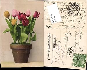 Imagen del vendedor de 574450,Blumen Botanik Tulpen pub Martin Rommel & Co. 800 a la venta por Versandhandel Lehenbauer