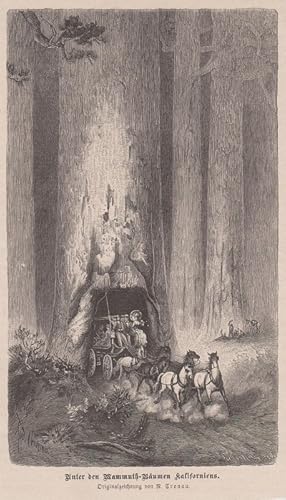Orig. Holzstich: Unter den Mammuth-bäumen Kaliforniens. Originalzeichnung von R. Cronau.