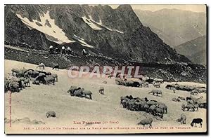 Carte Postale Ancienne Les Pyrenees Luchon Un Troupeau sur la Neige entre L'hospice de France et ...