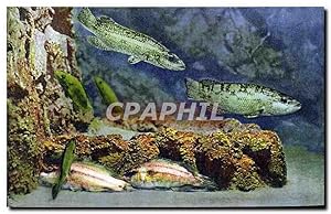 Image du vendeur pour Carte Postale Ancienne Aquarium de Monaco Cliche Barba Propriete exclusive du Musee Oceanographique Vieilles Rouquiers mis en vente par CPAPHIL