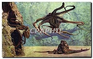 Image du vendeur pour Carte Postale Ancienne Aquarium de Monaco Cliche Trabut Propriete exclusive du Musee Oceanographique Octopus Vulgaris P mis en vente par CPAPHIL