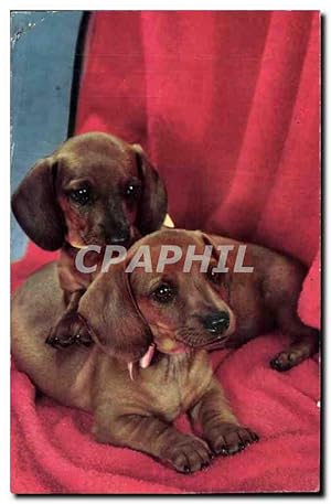 Image du vendeur pour Carte Postale Ancienne Chiens mis en vente par CPAPHIL