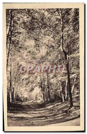 Bild des Verkufers fr Carte Postale Ancienne Arbres zum Verkauf von CPAPHIL