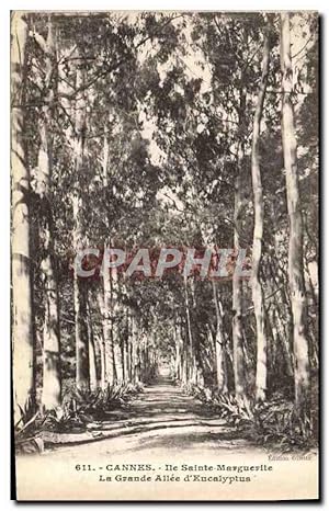 Image du vendeur pour Carte Postale Ancienne Cannes le Sainte Marguerite la Grande Alle d'Eucalyptus mis en vente par CPAPHIL