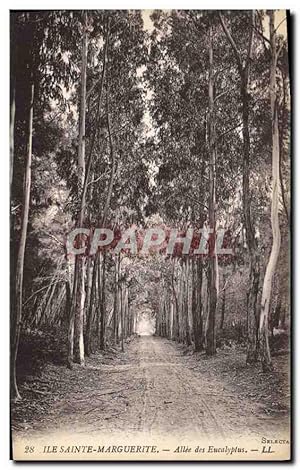 Image du vendeur pour Carte Postale Ancienne le Sainte Marguerite Alle des Eucalyptus mis en vente par CPAPHIL