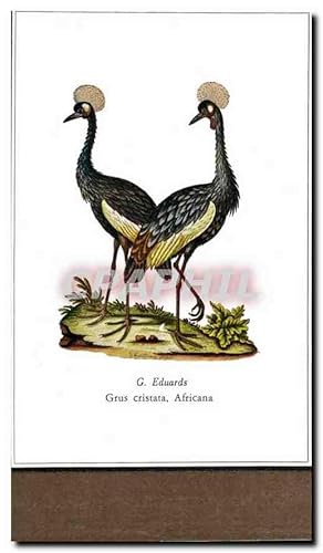 Image du vendeur pour Carte Postale Moderne G Eduards Grus Cristata Africana Oiseaux mis en vente par CPAPHIL