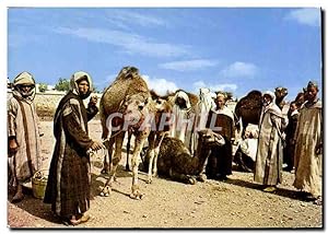 Carte Postale Moderne Le Maroc Pittoresque Halte au Desert
