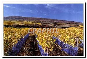 Image du vendeur pour Carte Postale Moderne Avant les venndages tardives des flets tendus protegent le vignoble alsacien des oiseaux mis en vente par CPAPHIL