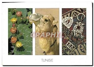 Carte Postale Moderne Tunisie Chameau