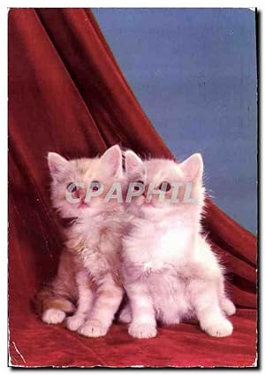 Seller image for Carte Postale Moderne Chats Chatons for sale by CPAPHIL