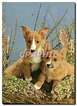 Image du vendeur pour Carte Postale Moderne Chiens mis en vente par CPAPHIL