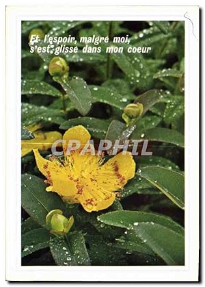 Bild des Verkufers fr Carte Postale Moderne Perles de pluie sur les fleurs zum Verkauf von CPAPHIL