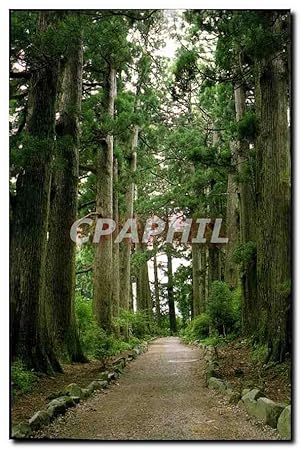 Carte Postale Moderne Avenue of cedar Trees National Park Hakone