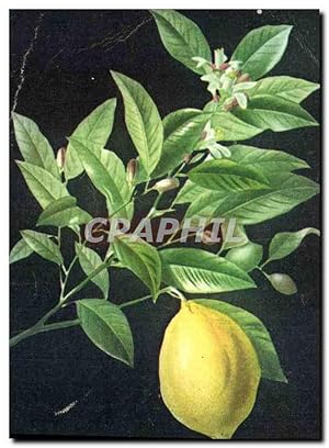 Seller image for Carte Postale Ancienne Citron fleur feuille fruit for sale by CPAPHIL