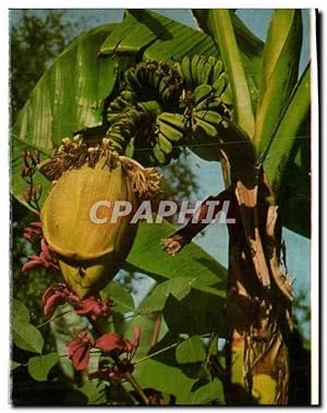 Imagen del vendedor de Carte Postale Ancienne Insel Mainau im Bodensee Fruchttragende Bananenstaude im Musa Garten a la venta por CPAPHIL