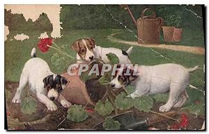 Image du vendeur pour Carte Postale Ancienne Raphael Toule & Sons Olette Chiens mis en vente par CPAPHIL