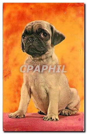 Image du vendeur pour Carte Postale Moderne Chien mis en vente par CPAPHIL