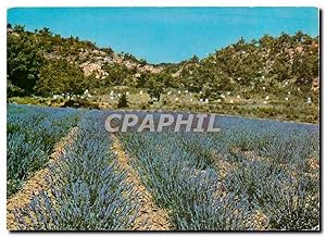 Carte Postale Moderne La provence embaurnee et son miel parfume