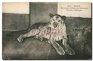 Image du vendeur pour Carte Postale Ancienne Paris Museum d'Histoire Naturelle Lionne d'Afrique Lion mis en vente par CPAPHIL