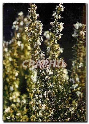 Seller image for Carte Postale Moderne Fleur au soleil de la Corse Romarin for sale by CPAPHIL