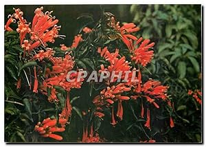 Seller image for Carte Postale Moderne le de la reunion Begnonia Venusta for sale by CPAPHIL