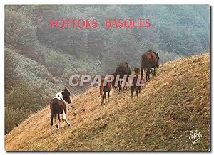 Seller image for Carte Postale Moderne Pays Basque Les Pottoks en libert dans les Montagnes Basques for sale by CPAPHIL