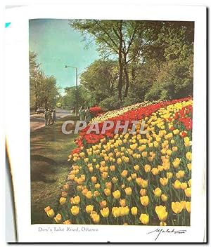 Immagine del venditore per Carte Postale Moderne Dow's Lake Road Ottawa venduto da CPAPHIL