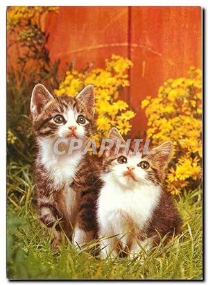 Seller image for Carte Postale Moderne Chats Chatons for sale by CPAPHIL