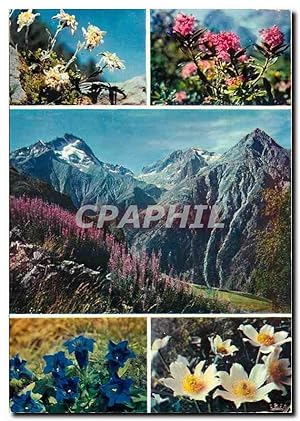 Carte Postale Moderne Fleurs de Montagne
