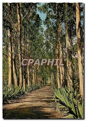 Image du vendeur pour Carte Postale Moderne le Ste Marguerite Alle d'Eucalyptus mis en vente par CPAPHIL