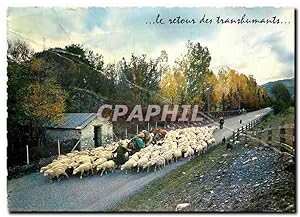 Carte Postale Moderne Le Retour des transbumants Moutons Berger Ane Mule