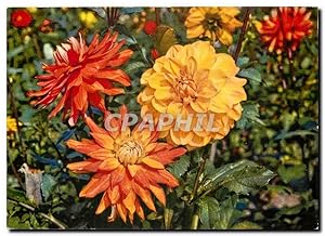 Carte Postale Moderne Fleurs Dahlia