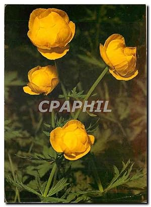 Bild des Verkufers fr Carte Postale Ancienne Trollius eurepaeus Europaische Trollblume zum Verkauf von CPAPHIL