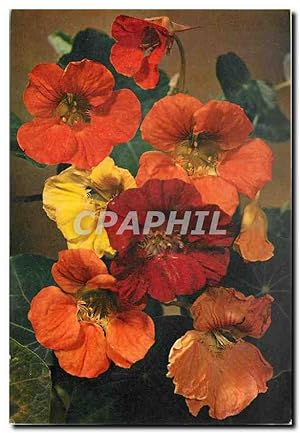 Bild des Verkufers fr Carte Postale Moderne Fleurs Nasturtuim or India Cress zum Verkauf von CPAPHIL