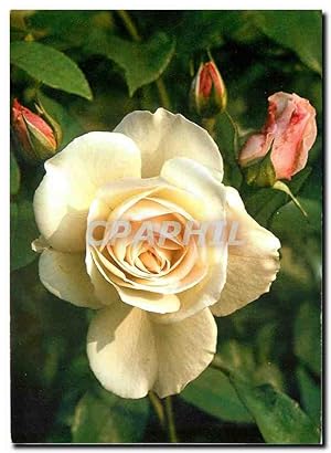 Bild des Verkufers fr Carte Postale Moderne Fleurs Schneewittchen Strauchrose zum Verkauf von CPAPHIL