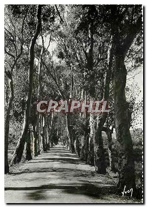 Carte Postale Moderne De Calvi a Lumio Corse Route bordee d'eucalyptus