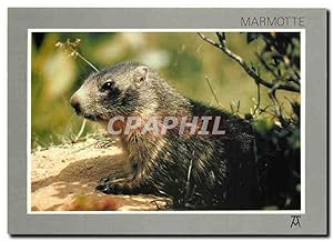 Bild des Verkufers fr Carte Postale Moderne Les Pyrenees Marmotte au Repos zum Verkauf von CPAPHIL