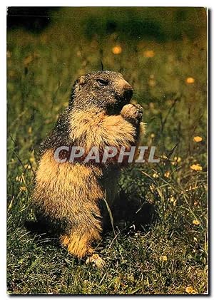 Bild des Verkufers fr Carte Postale Moderne Faune de Montagne La Marmotte zum Verkauf von CPAPHIL
