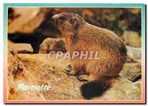 Bild des Verkufers fr Carte Postale Moderne Marmotte zum Verkauf von CPAPHIL