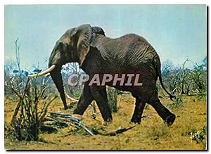 Image du vendeur pour Carte Postale Moderne Les animaux d'afrique Jeune Elephant de Savane mis en vente par CPAPHIL